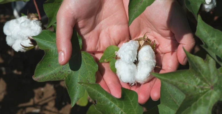 نگرانی برکشت پنبه