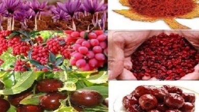 صادرات خراسان جنوبی
