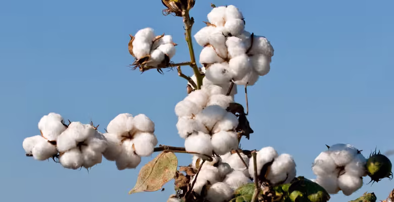 آمار تولید و واردات پنبه ایران در مقایسه جهانی