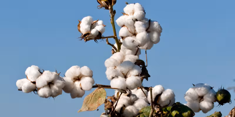 آمار تولید و واردات پنبه ایران در مقایسه جهانی