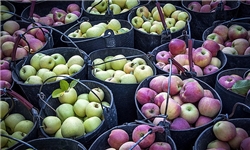 تفاوت چند صد درصدی قیمت میوه از باغ تا بازار / زحمت برای کشاورز و سود برای دلال
