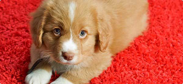 توصیه های مهم برای صاحبان حیوانات خانگی در هنگام خرید فرش