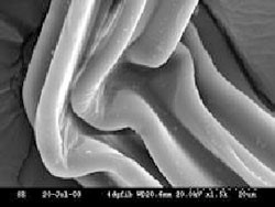 تصویر میکروسکوپ الکترونی پویشی از پلی استر فیلامنت