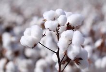 محصول پنبه ارگانیک