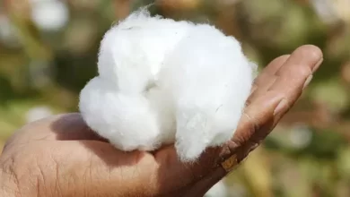 organic-cotton-certification-660x330
