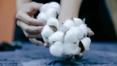 مزارع پنبه در حال گل‌دهی با حضور کشاورزان در حال برداشت