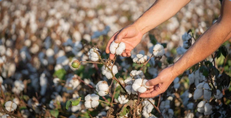 کشت پنبه
