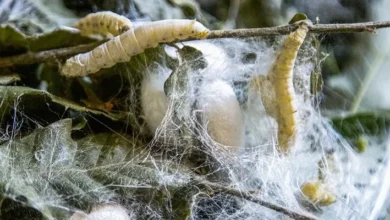 پیله ابریشم