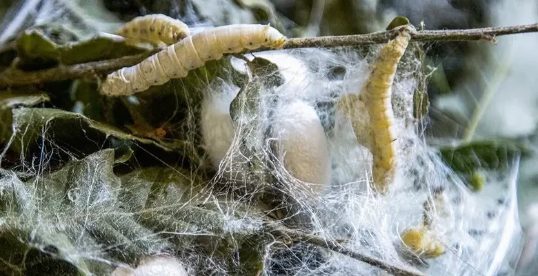 پیله ابریشم