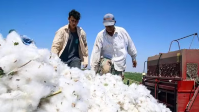 تعرفه جدید واردات پنبه ایران