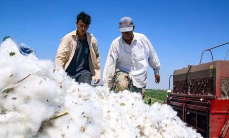 تعرفه جدید واردات پنبه ایران