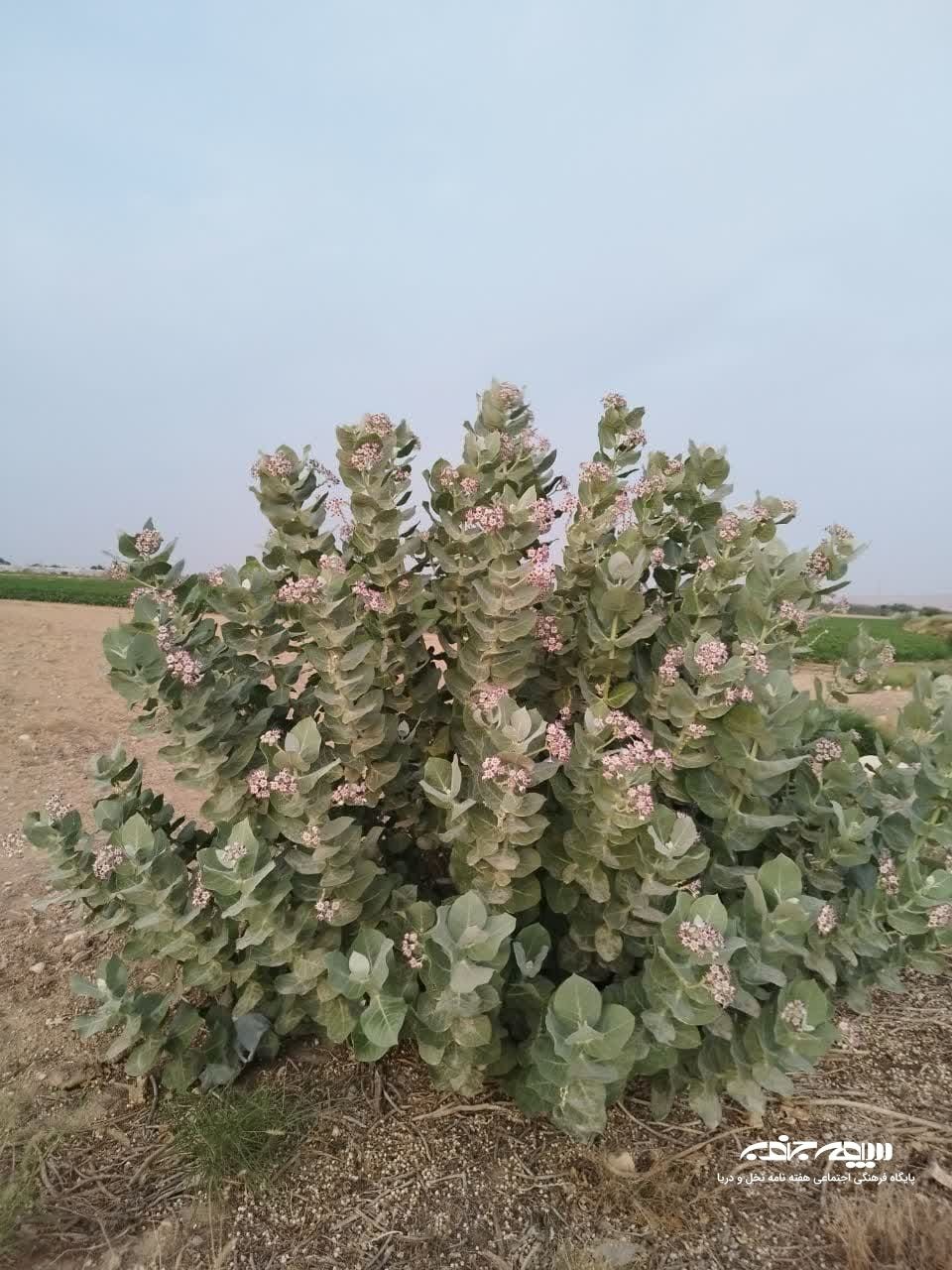 گیاه استبرق یا قلپلپ با برگ‌های پهن و میوه الیاف‌دار در خوزستان