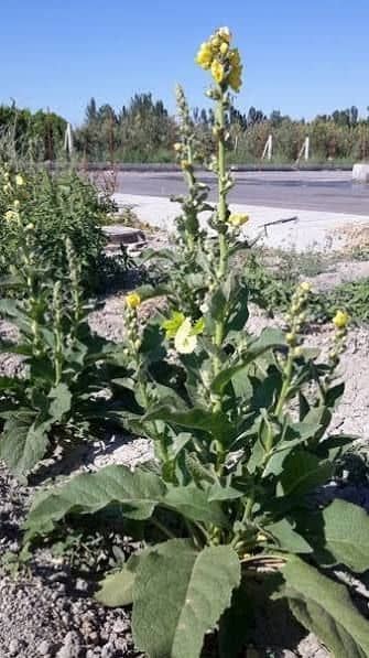 گیاه استبرق یا قلپلپ با برگ‌های پهن و میوه الیاف‌دار در خوزستان