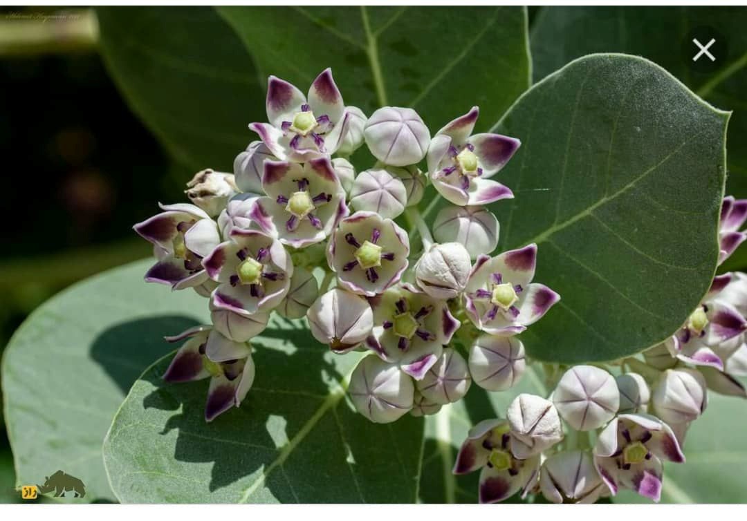 گیاه استبرق یا قلپلپ با برگ‌های پهن و میوه الیاف‌دار در خوزستان