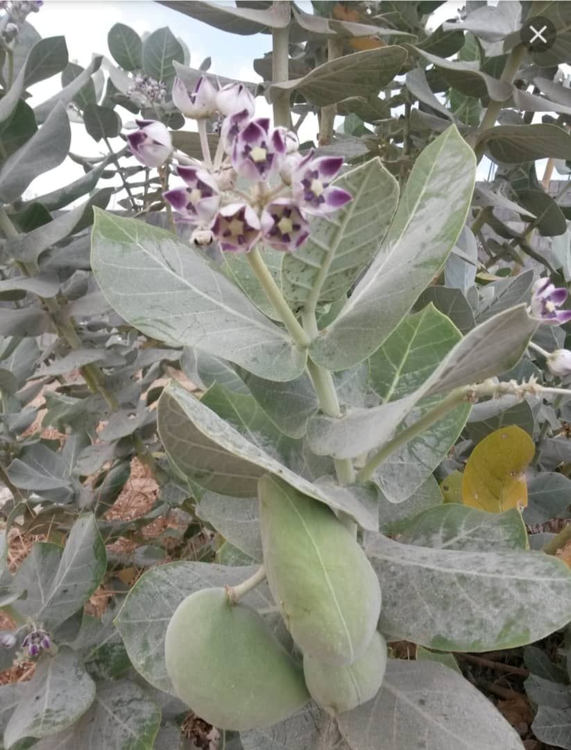 گیاه استبرق یا قلپلپ با برگ‌های پهن و میوه الیاف‌دار در خوزستان