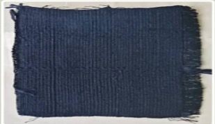 گیاه استبرق یا قلپلپ با برگ‌های پهن و میوه الیاف‌دار در خوزستان