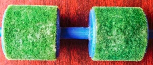 گیاه استبرق یا قلپلپ با برگ‌های پهن و میوه الیاف‌دار در خوزستان