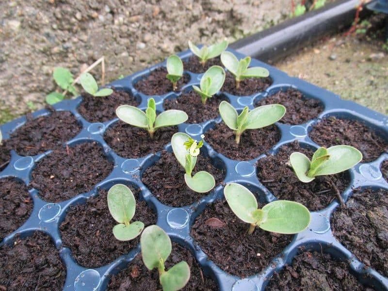 گیاه استبرق یا قلپلپ با برگ‌های پهن و میوه الیاف‌دار در خوزستان