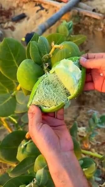 گیاه استبرق یا قلپلپ با برگ‌های پهن و میوه الیاف‌دار در خوزستان