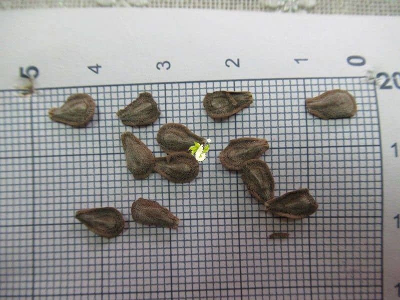 گیاه استبرق یا قلپلپ با برگ‌های پهن و میوه الیاف‌دار در خوزستان