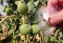 گیاه استبرق یا قلپلپ با برگهای پهن و میوه الیافدار در خوزستان