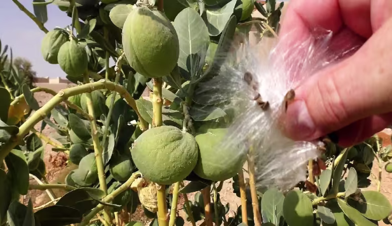 گیاه استبرق یا قلپلپ با برگ‌های پهن و میوه الیاف‌دار در خوزستان